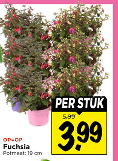  fuchsia 19 potmaat cm stuk 5.99 3.99 