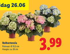 26 bolhortensia potmaat hoogte ca. cm 10 5 3.99 