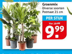  kamerplanten soorten potmaat cm stuk 