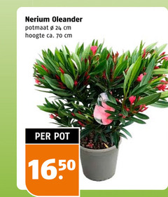  24 1650 oleander potmaat cm hoogte ca. pot 