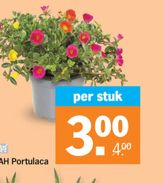  kamerplanten 300 stuk 