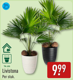  livistona 14 cm stuk 