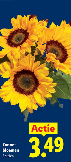  5 zonne bloemen stelen 