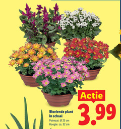  tuinplanten 32 bloeiende plant schaal potmaat cm hoogte ca. 3.99 