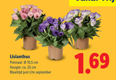  tuinplanten 25 lisianthus potmaat 10 5 cm hoogte ca. bloeitijd juni 