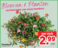  tuinplanten 17 bloemen planten kwekers potmaat cm stuk 
