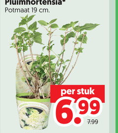  19 pluimhortensia potmaat cm stuk 