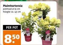  tuinhortensia 19 45 pluimhortensia potmaat cm hoogte ca. pot 
