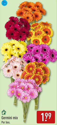  germini mix bos 