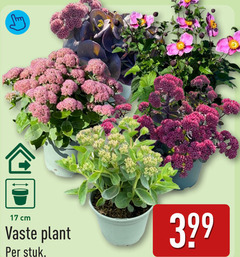  tuinplanten 17 cm vaste plant stuk 