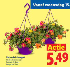 klik op dit plaatje voor een vergroting en voor vergelijkbare aanbiedingen gerelateerd aan
tuinplanten 2 12 35 woensdag hangpot bloeit zomer potmaat cm hoogte ca. tuinplanten 2 12 35 woensdag hangpot bloeit zomer potmaat cm hoogte ca.