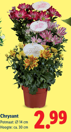 klik op dit plaatje voor een vergroting en voor vergelijkbare aanbiedingen gerelateerd aan
potchrysant 14 30 chrysant potmaat hoogte ca. cm elle fleur potchrysant 14 30 chrysant potmaat hoogte ca. cm elle fleur