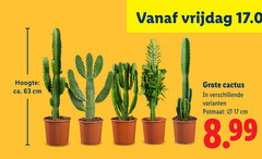  cactus 17 hoogte ca. cm vrijdag potmaat 
