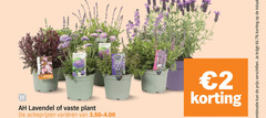  lavendel 2 vaste plant varieeren combinatie 