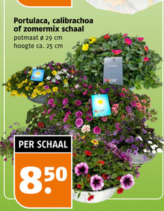  25 calibrachoa zomermix schaal potmaat cm hoogte ca. 