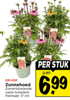  17 zonnehoed zomerbloeiende vaste tuinplant potmaat cm stuk 6 99 