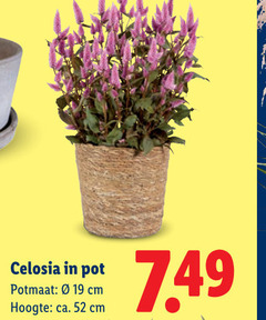 klik op dit plaatje voor een vergroting en voor vergelijkbare aanbiedingen gerelateerd aan
tuinplanten 19 celosia pot potmaat cm hoogte ca. tuinplanten 19 celosia pot potmaat cm hoogte ca.