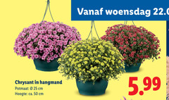  25 50 woensdag chrysant hangmand potmaat cm hoogte ca. 5.99 