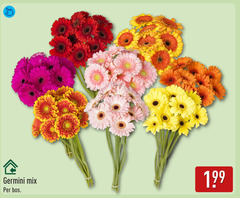 klik op dit plaatje voor een vergroting en voor vergelijkbare aanbiedingen gerelateerd aan
germini mix bos germini mix bos