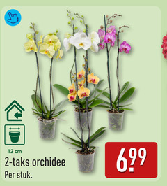 klik op dit plaatje voor een vergroting en voor vergelijkbare aanbiedingen gerelateerd aan
orchidee 2 12 cm stuk orchidee 2 12 cm stuk