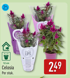 klik op dit plaatje voor een vergroting en voor vergelijkbare aanbiedingen gerelateerd aan
tuinplanten 12 cm celosia stuk lips tuinplanten 12 cm celosia stuk lips