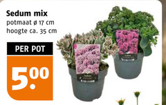  tuinplanten 17 35 sedum mix potmaat cm hoogte ca. pot 50 