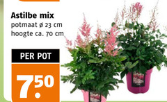  tuinplanten 23 750 astilbe mix potmaat cm hoogte ca. pot 