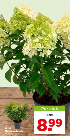 klik op dit plaatje voor een vergroting en voor vergelijkbare aanbiedingen gerelateerd aan
18 pluimhortensia potmaat cm stuk 18 pluimhortensia potmaat cm stuk