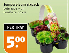  vetplant 9 20 sempervivum potmaat cm hoogte ca. tray 50 