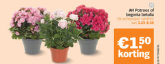 klik op dit plaatje voor een vergroting en voor vergelijkbare aanbiedingen gerelateerd aan
begonia potroos 150 betulia varieeren begonia potroos 150 betulia varieeren