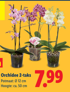  orchidee 2 12 50 potmaat cm hoogte ca. 