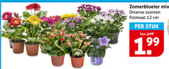  tuinplanten 12 zomerbloeier mix soorten potmaat cm stuk 