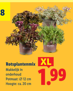  12 20 dura rotsplantenmix onderhoud potmaat cm hoogte ca. xl 