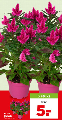  tuinplanten 3 12 celosia potmaat cm stuks 