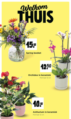  10 12 15 thuis spring boeket 50 orchidee keramiek potmaat cm anthurium 