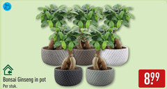klik op dit plaatje voor een vergroting en voor vergelijkbare aanbiedingen gerelateerd aan
bonsai ginseng pot stuk bonsai ginseng pot stuk