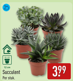  vetplant 12 cm stuk 