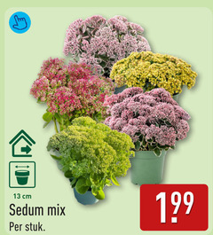  vetplant 13 sedum mix cm stuk 