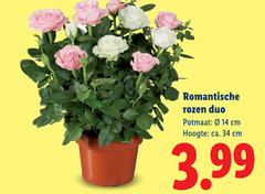 klik op dit plaatje voor een vergroting en voor vergelijkbare aanbiedingen gerelateerd aan
14 34 romantische rozen duo potmaat cm hoogte ca. 3.99 14 34 romantische rozen duo potmaat cm hoogte ca. 3.99