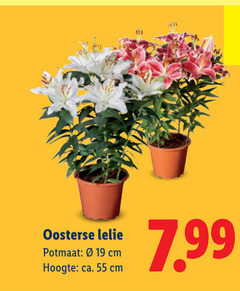  kamerplanten 19 55 oosterse lelie potmaat cm hoogte ca. 