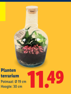  kamerplanten 30 planten potmaat cm hoogte 
