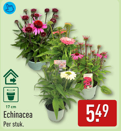  17 cm echinacea stuk 
