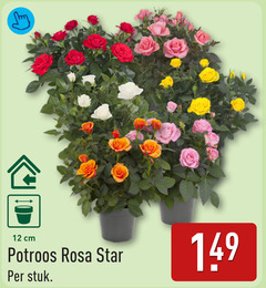  12 cm potroos rosa star stuk 