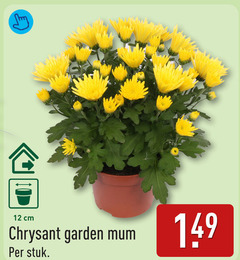 klik op dit plaatje voor een vergroting en voor vergelijkbare aanbiedingen gerelateerd aan
12 cm chrysant garden stuk 12 cm chrysant garden stuk
