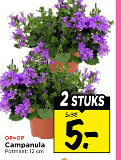 klik op dit plaatje voor een vergroting en voor vergelijkbare aanbiedingen gerelateerd aan
2 12 campanula potmaat cm stuks 2 12 campanula potmaat cm stuks