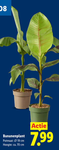  kamerplanten 19 potmaat cm hoogte ca. 