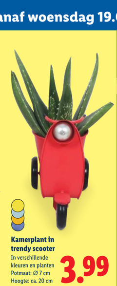  kamerplanten 20 woensdag kamerplant trendy scooter kleuren planten potmaat cm hoogte ca. 3.99 