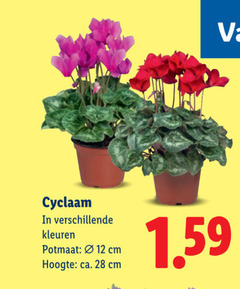  12 28 cyclaam kleuren potmaat cm hoogte ca. 