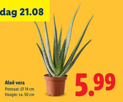  14 50 vera potmaat cm hoogte ca. 5.99 