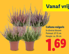  12 30 calluna vulgaris kleuren potmaat cm hoogte ca. 